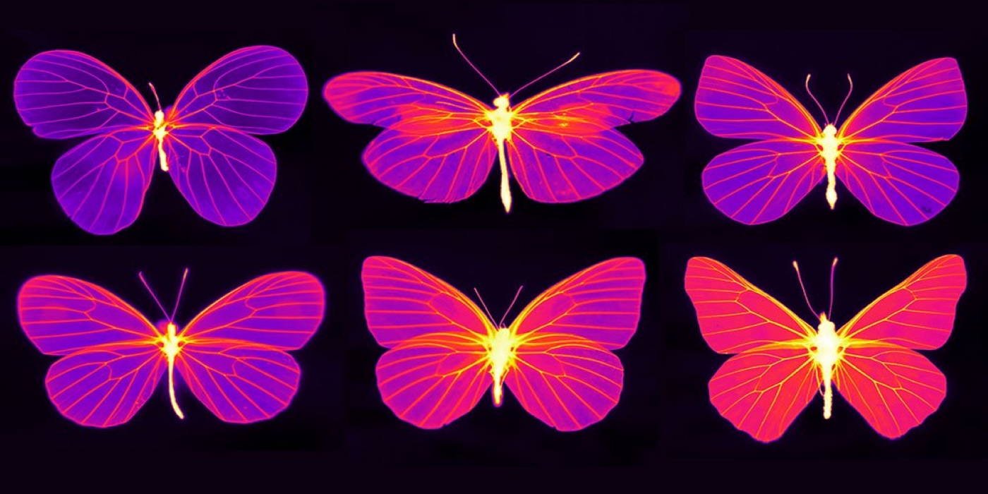 La termografía permite a los investigadores ver el interior de las alas de las mariposas